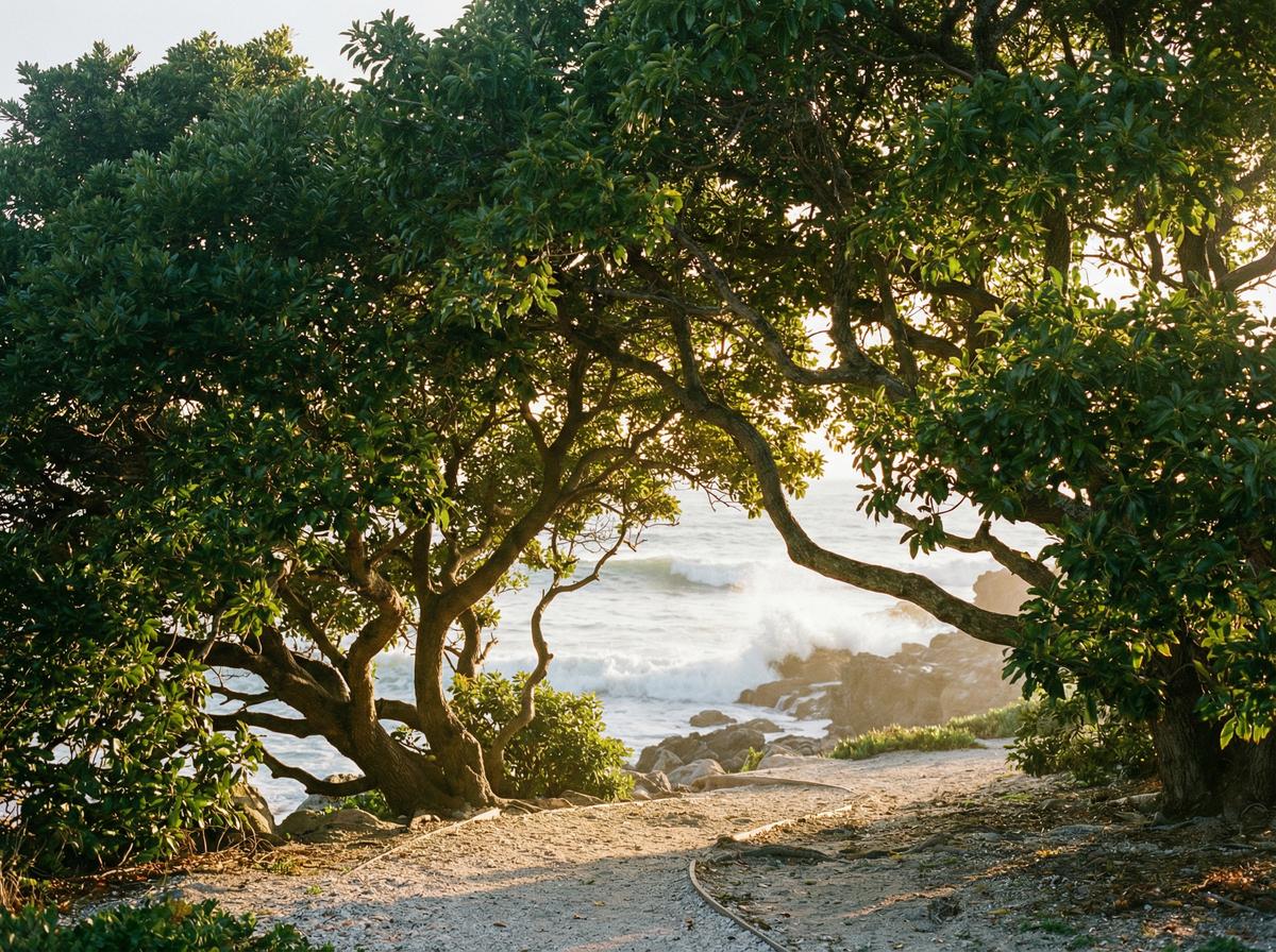 抖阴樟树视频展示 - 植物视频